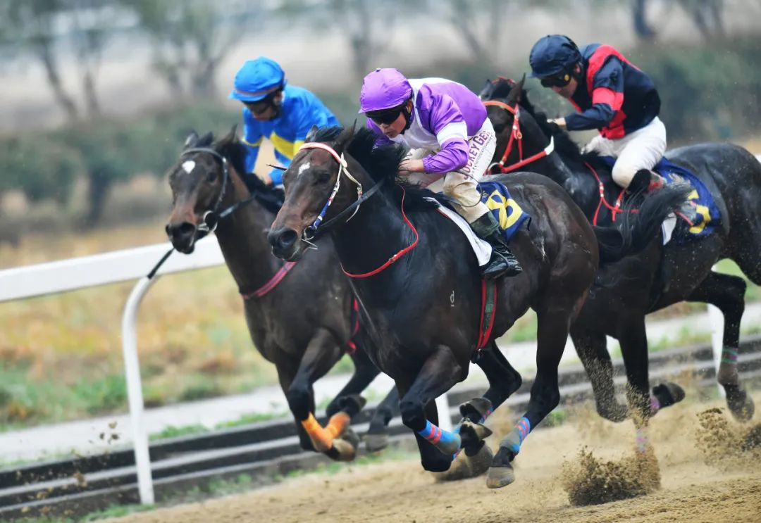 中国速度赛马大奖赛顶级名驹武汉飞蹄争锋